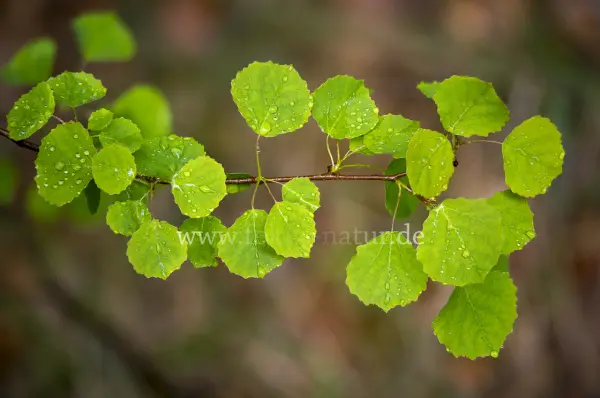 Fokus-Natur Bild