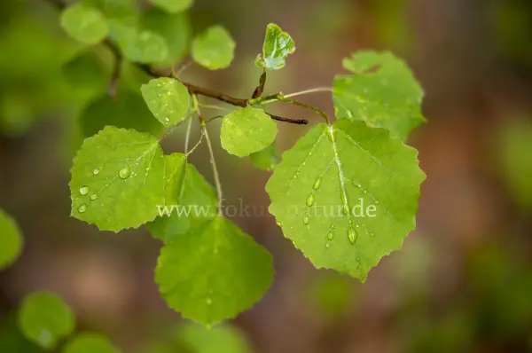 Fokus-Natur Bild