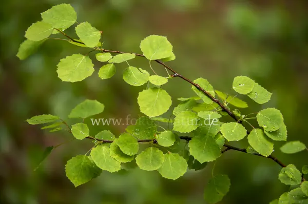Fokus-Natur Bild
