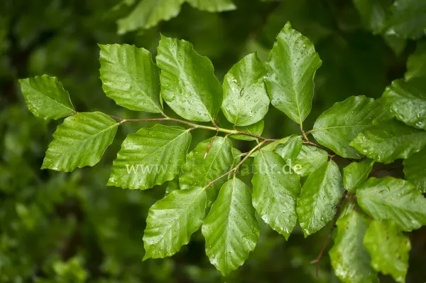 Fokus-Natur Bild