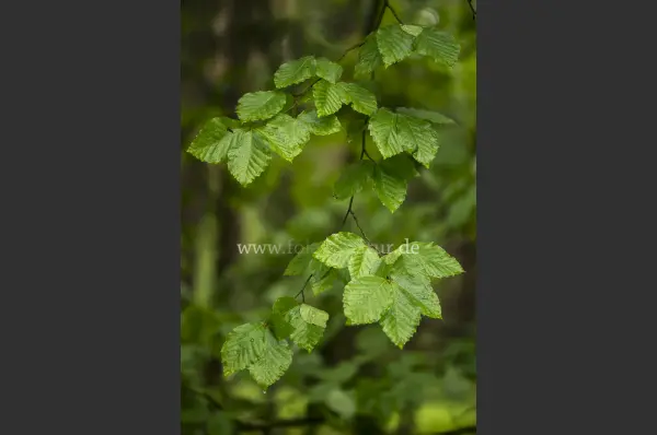 Fokus-Natur Bild