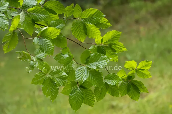 Fokus-Natur Bild