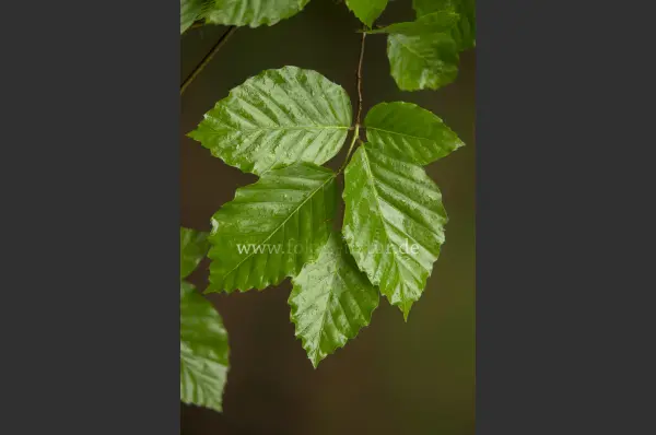 Fokus-Natur Bild