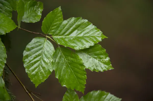 Fokus-Natur Bild