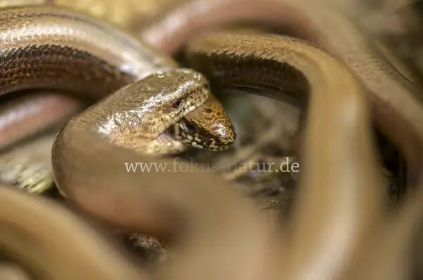 Fokus-Natur Bild