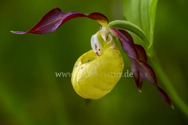 Fokus-Natur Bild