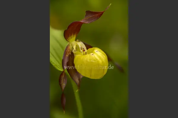 Fokus-Natur Bild
