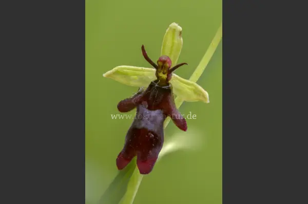 Fokus-Natur Bild