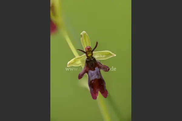 Fokus-Natur Bild