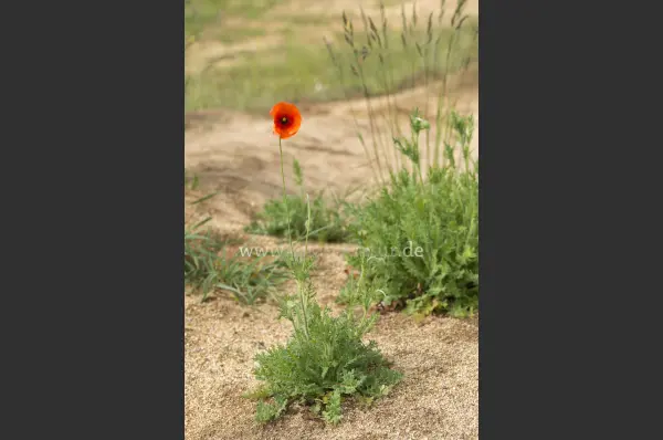 Fokus-Natur Bild