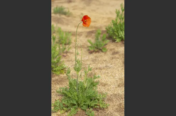 Fokus-Natur Bild