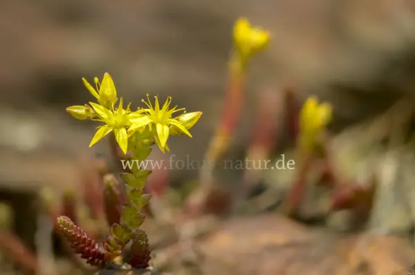 Fokus-Natur Bild