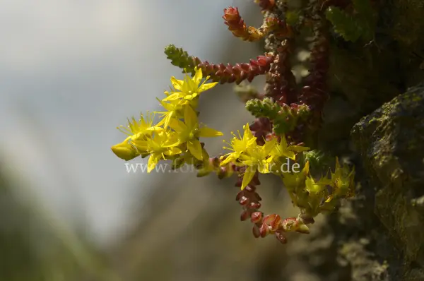 Fokus-Natur Bild