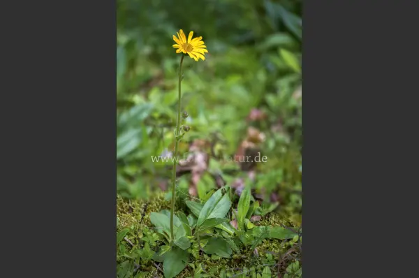 Fokus-Natur Bild