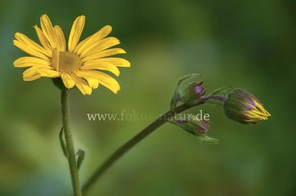 Fokus-Natur Bild