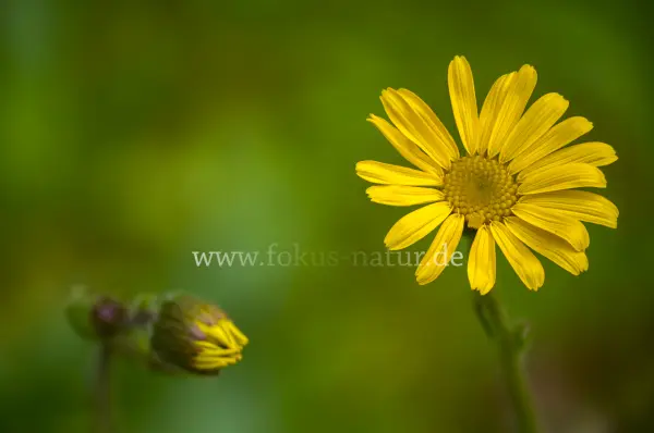 Fokus-Natur Bild