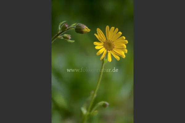 Fokus-Natur Bild
