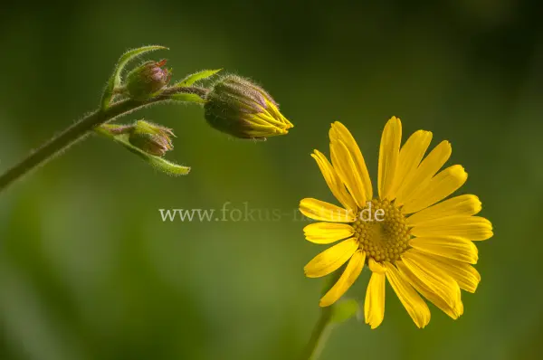 Fokus-Natur Bild