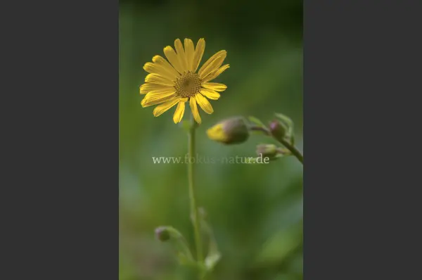 Fokus-Natur Bild