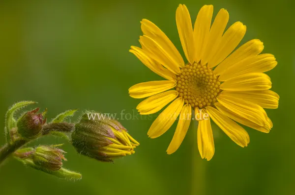 Fokus-Natur Bild