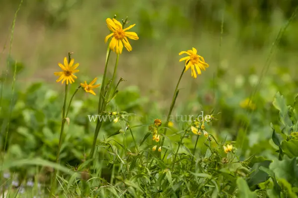 Fokus-Natur Bild