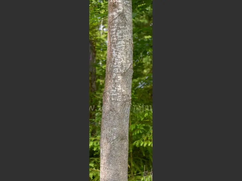 44531