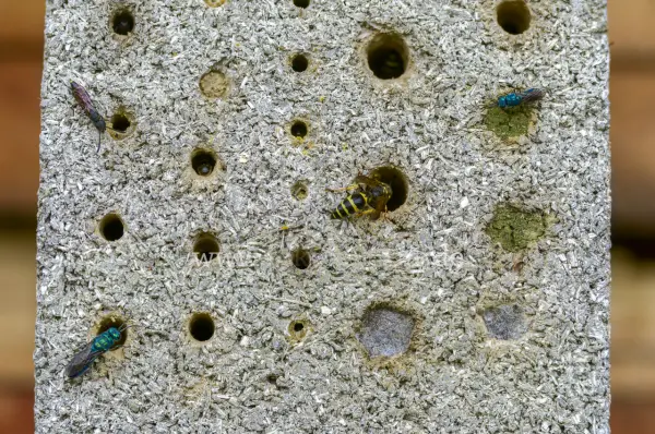 Fokus-Natur Bild