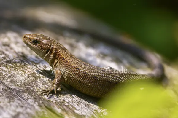 Fokus-Natur Bild