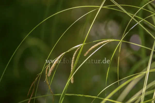 Fokus-Natur Bild