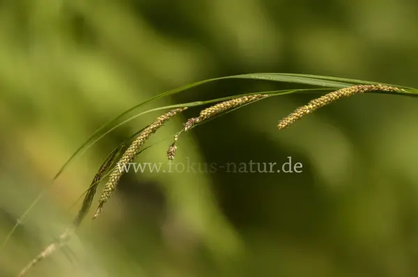 Fokus-Natur Bild