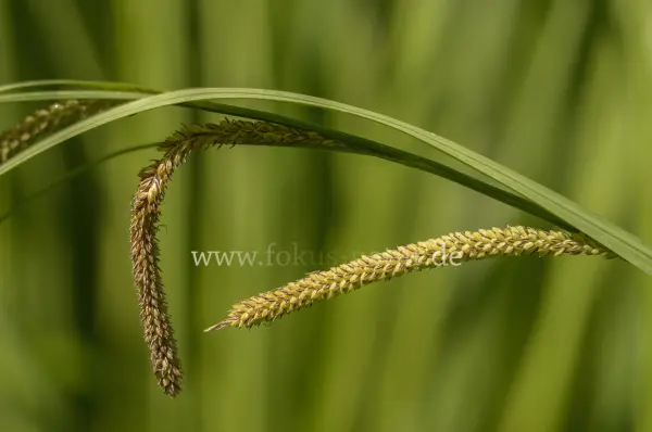 Fokus-Natur Bild