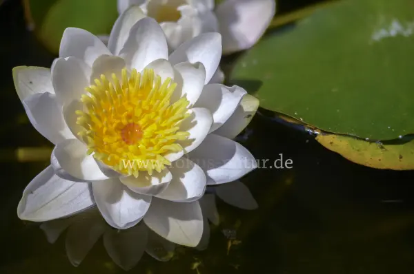 Fokus-Natur Bild