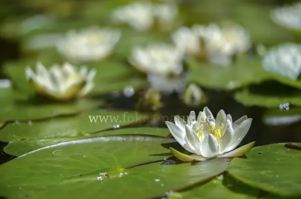 Fokus-Natur Bild