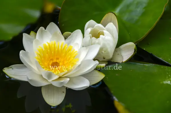 Fokus-Natur Bild