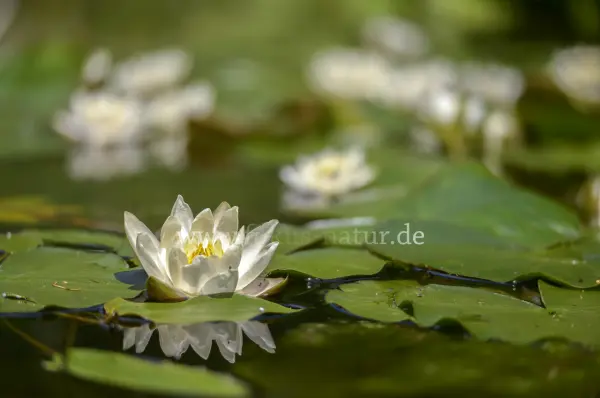 Fokus-Natur Bild