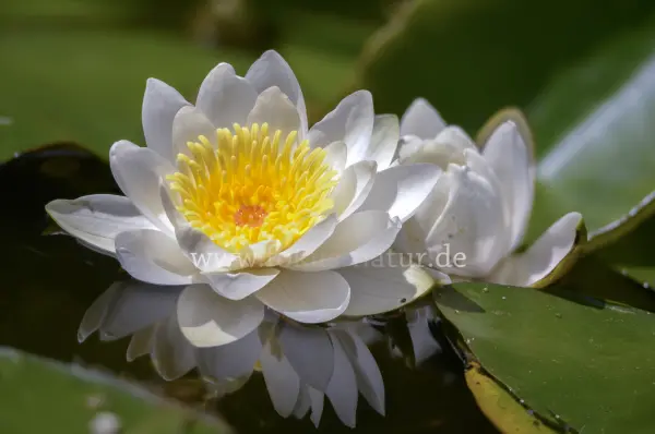 Fokus-Natur Bild