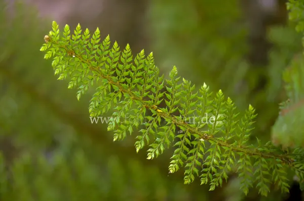 Fokus-Natur Bild