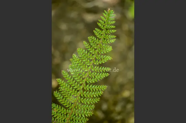 Fokus-Natur Bild