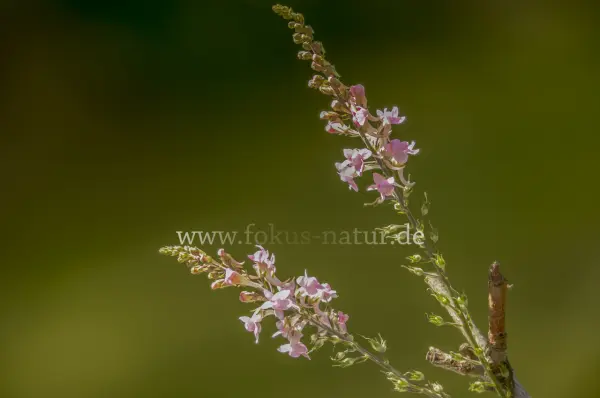 Fokus-Natur Bild