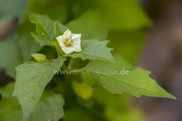 Fokus-Natur Bild