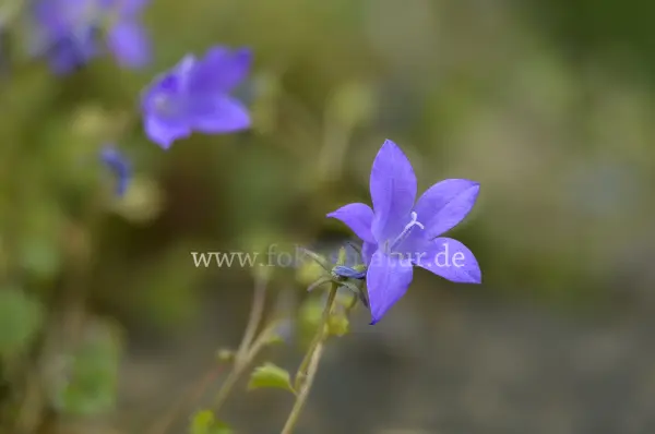 Fokus-Natur Bild