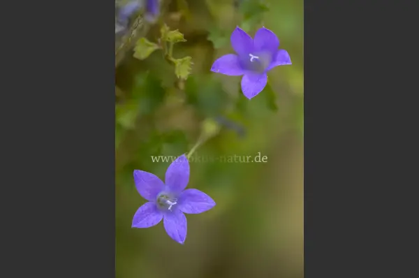 Fokus-Natur Bild