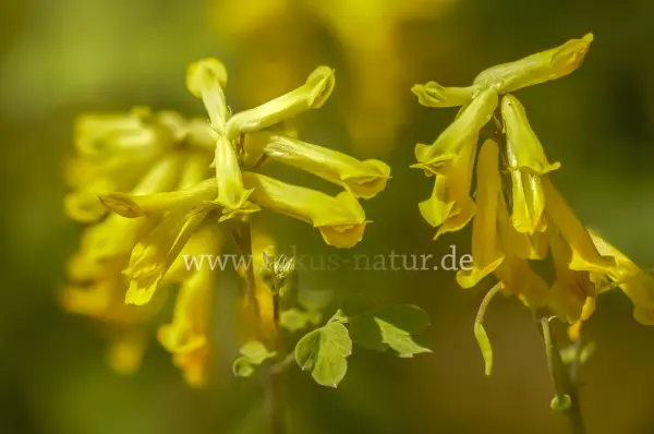Fokus-Natur Bild