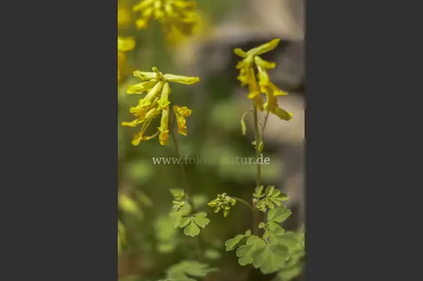 Fokus-Natur Bild