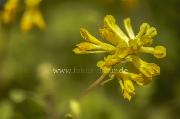 Fokus-Natur Bild