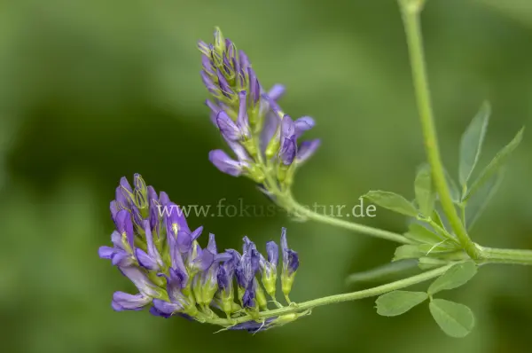 Fokus-Natur Bild