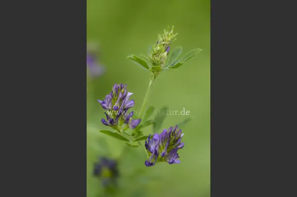 Fokus-Natur Bild