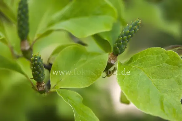 Fokus-Natur Bild