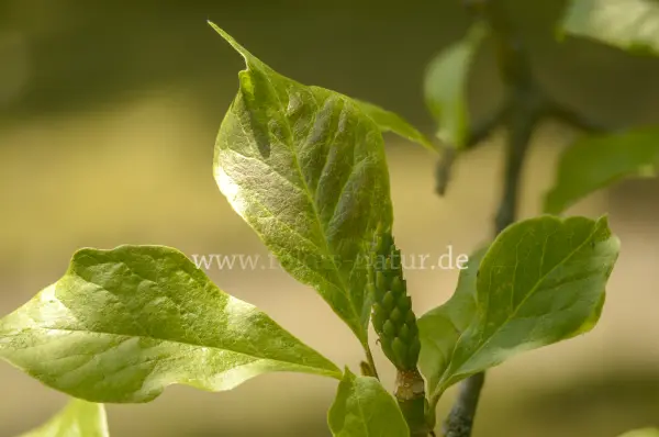 Fokus-Natur Bild
