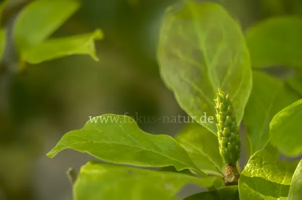 Fokus-Natur Bild